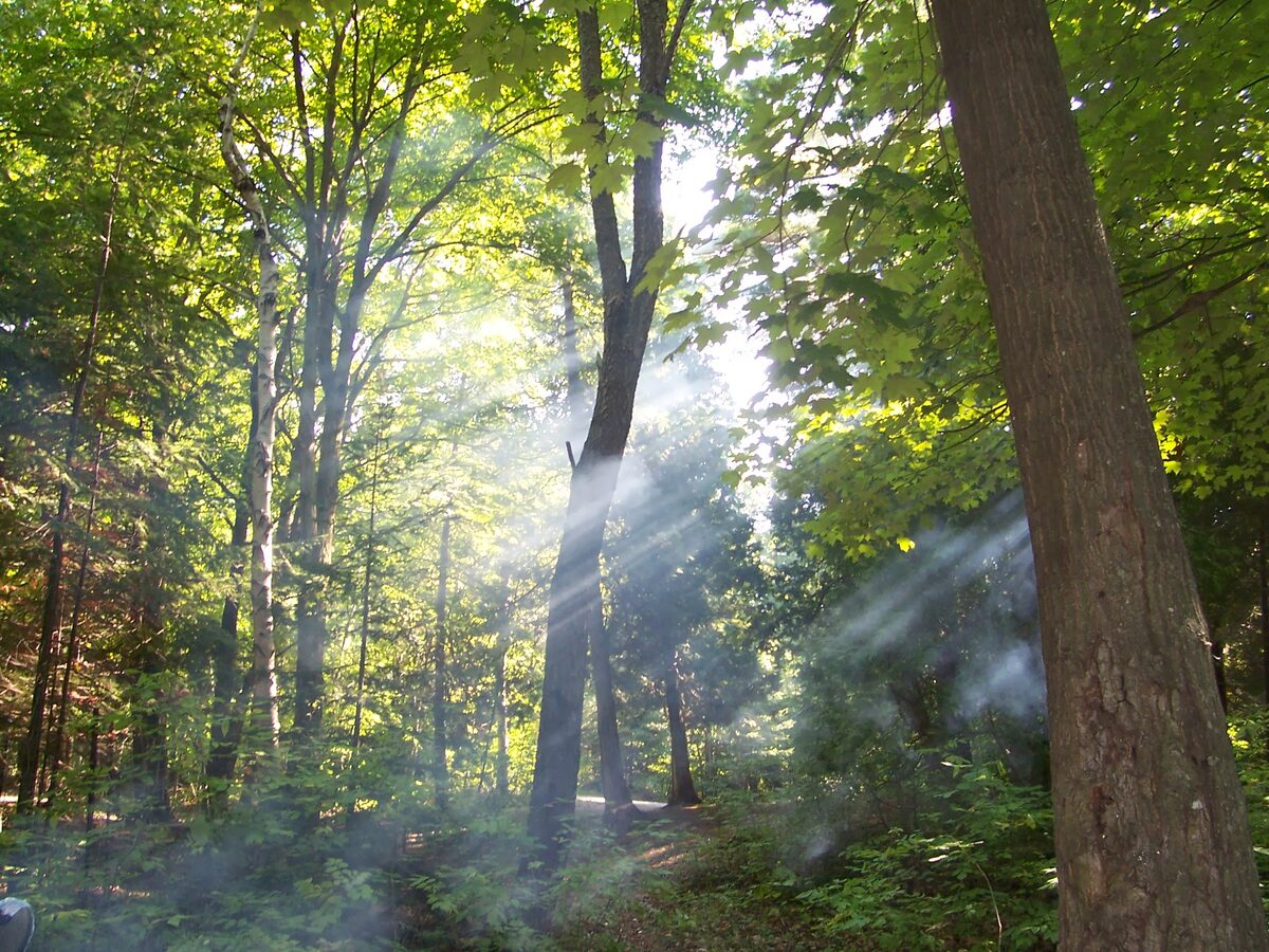 Sunlight streaming through forest